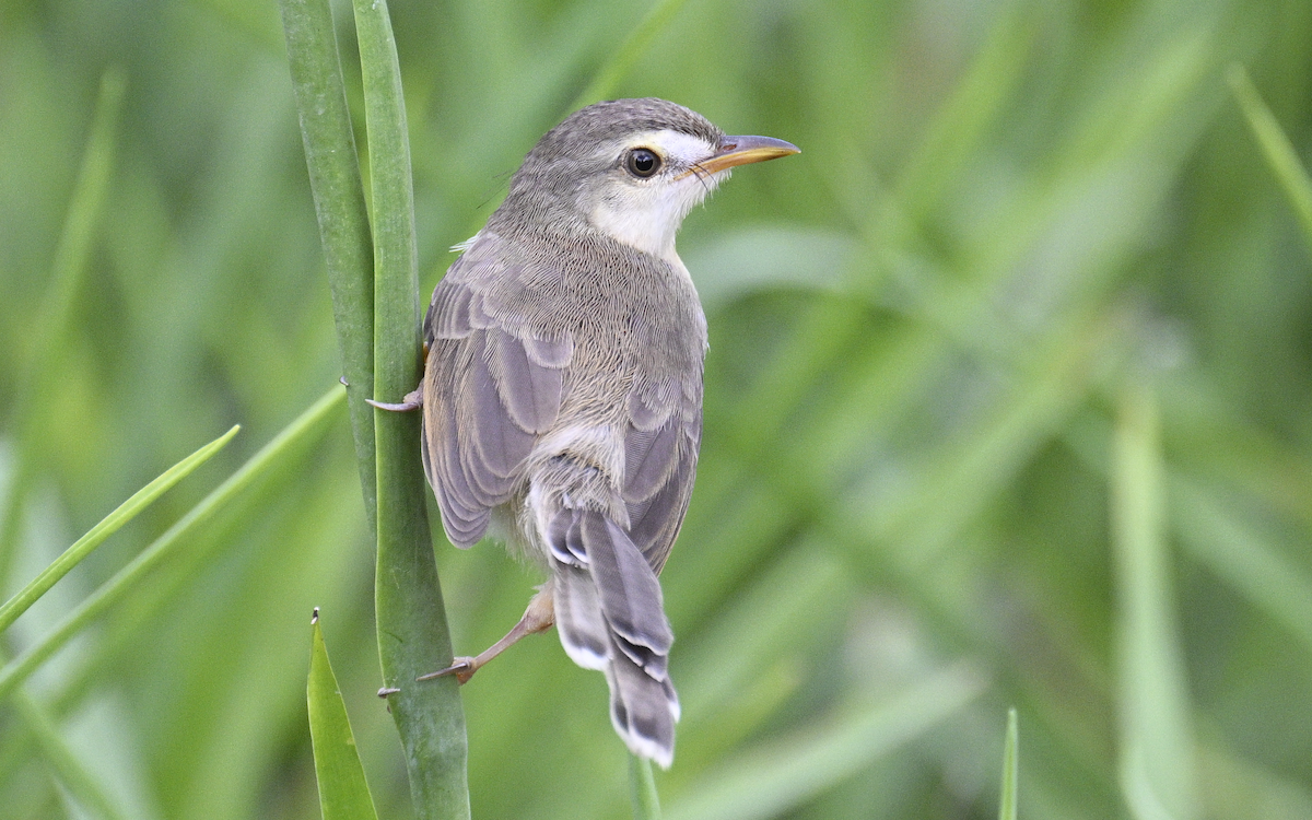 Plain Prinia - ML624252799