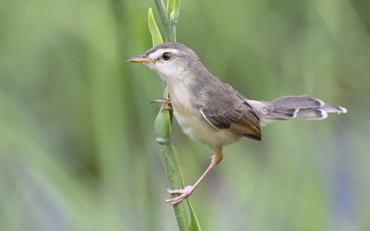 Plain Prinia - ML624252800