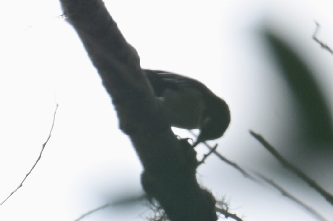 Blue Nuthatch - ML624252806