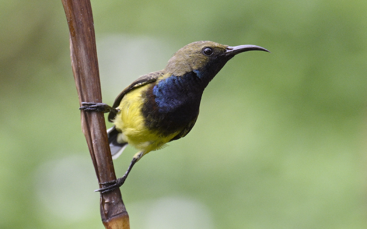 Ornate Sunbird - ML624252808