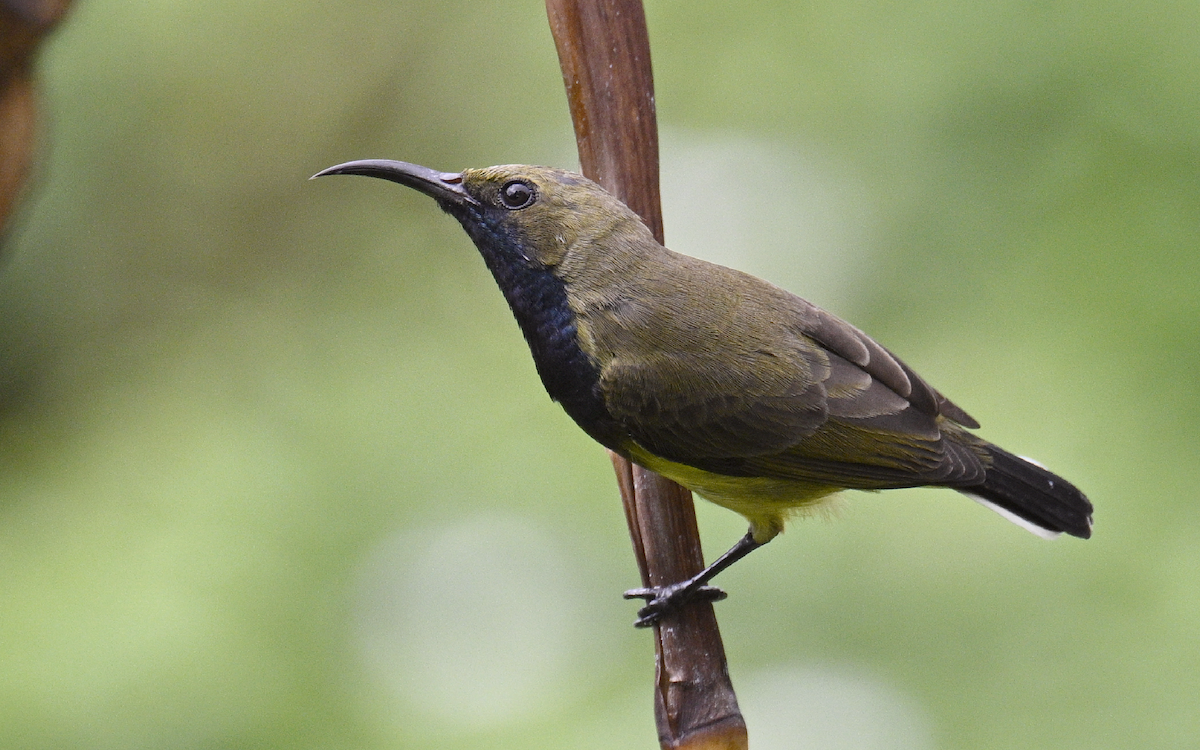 Ornate Sunbird - ML624252809