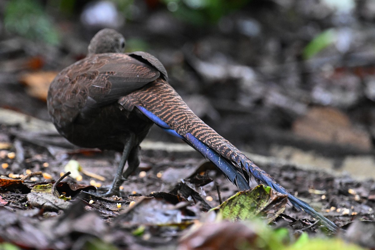 Bronze-tailed Peacock-Pheasant - ML624252812