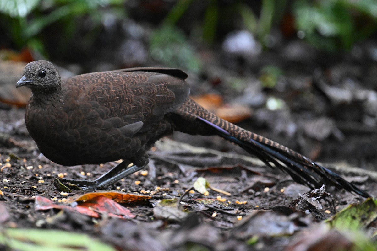 Bronze-tailed Peacock-Pheasant - ML624252814