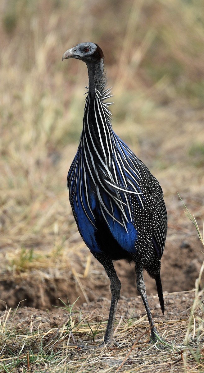 Vulturine Guineafowl - ML624252883