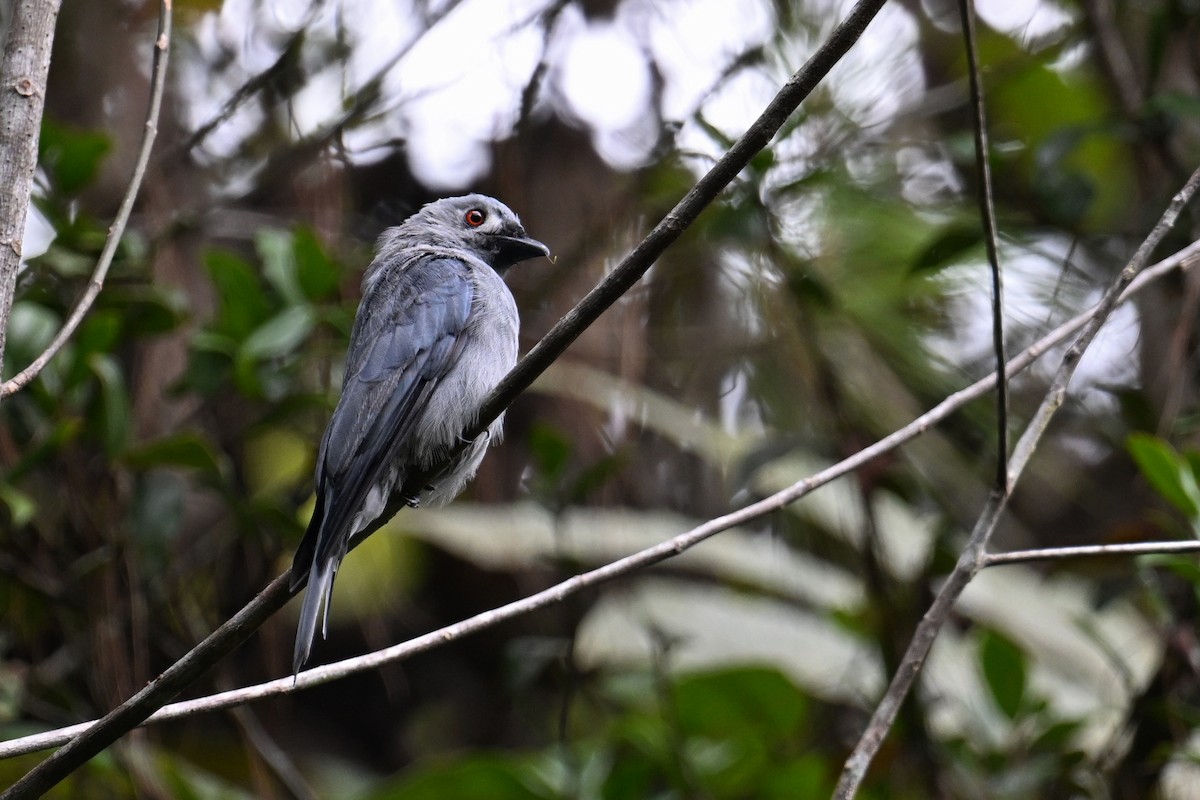 Ashy Drongo (Sumatran) - ML624252934