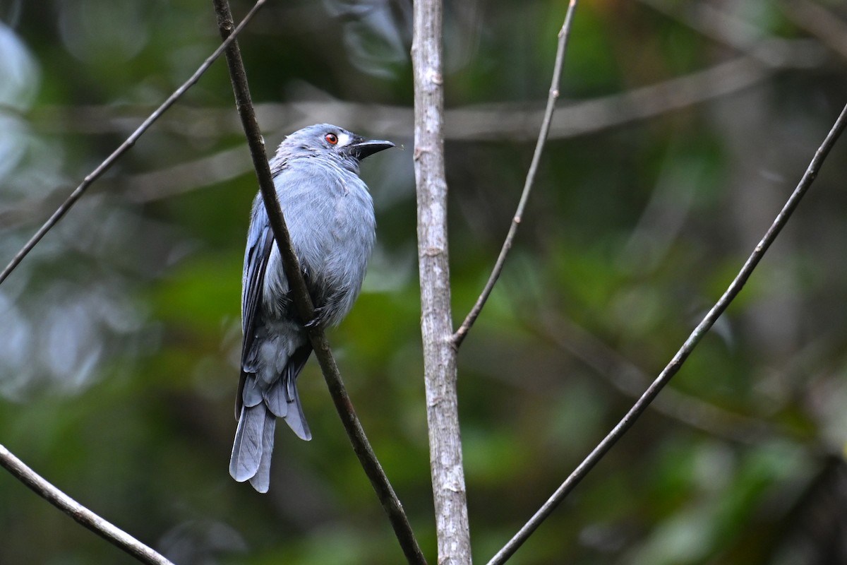 Ashy Drongo (Sumatran) - ML624252935