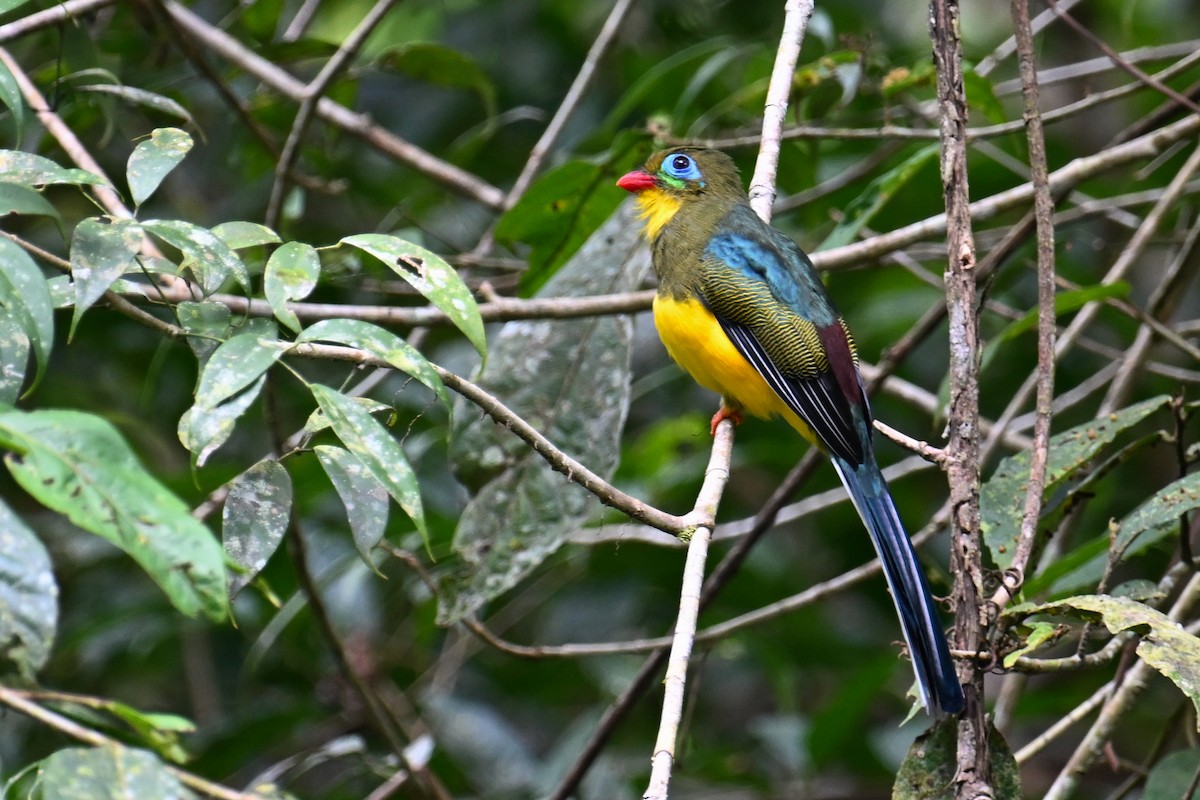 trogon sumaterský - ML624252939