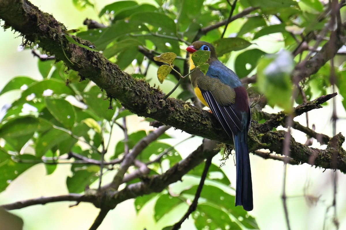 trogon sumaterský - ML624252940