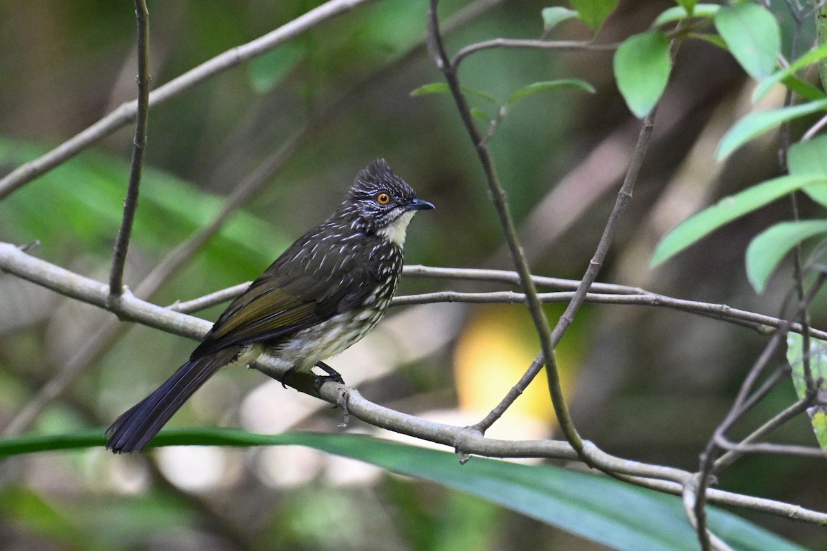 Cream-striped Bulbul - Ting-Wei (廷維) HUNG (洪)