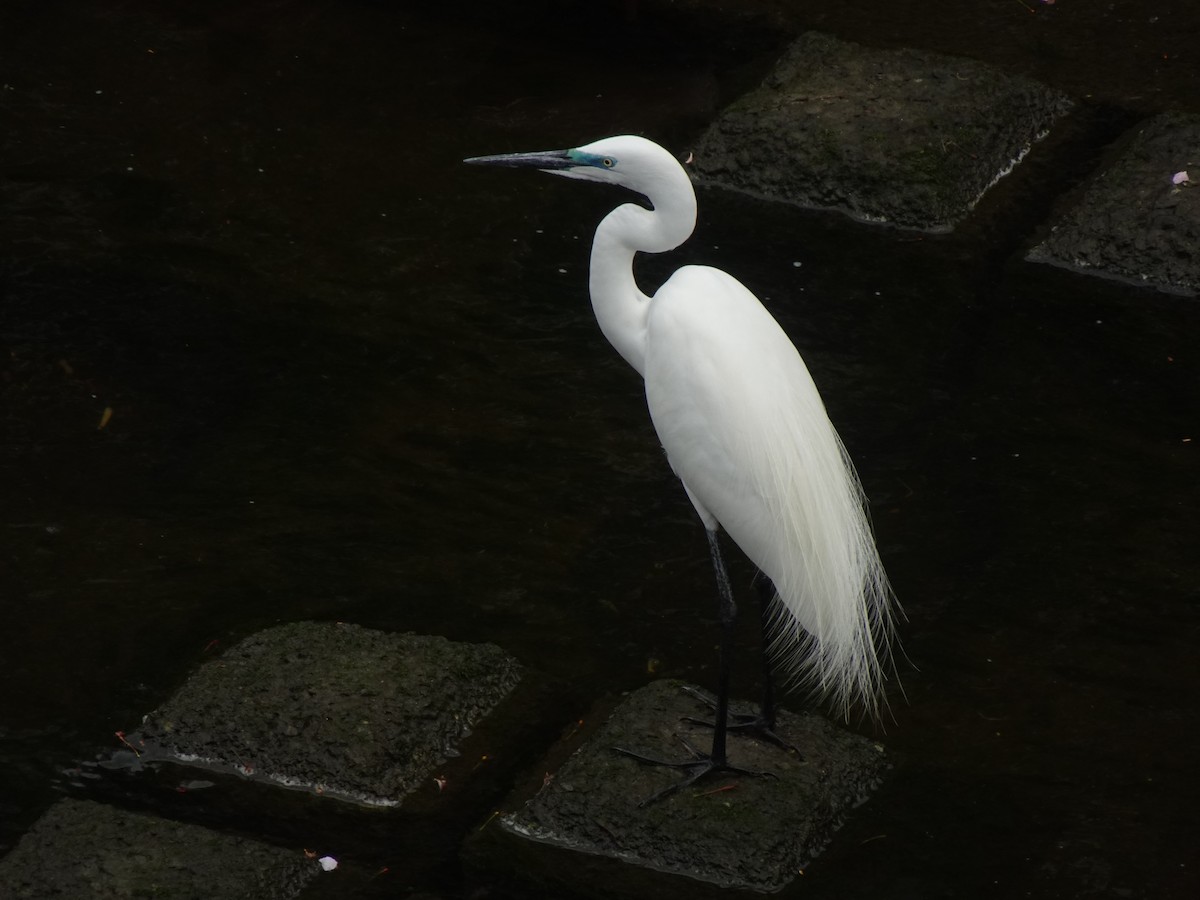 Great Egret - Pierre Alquier