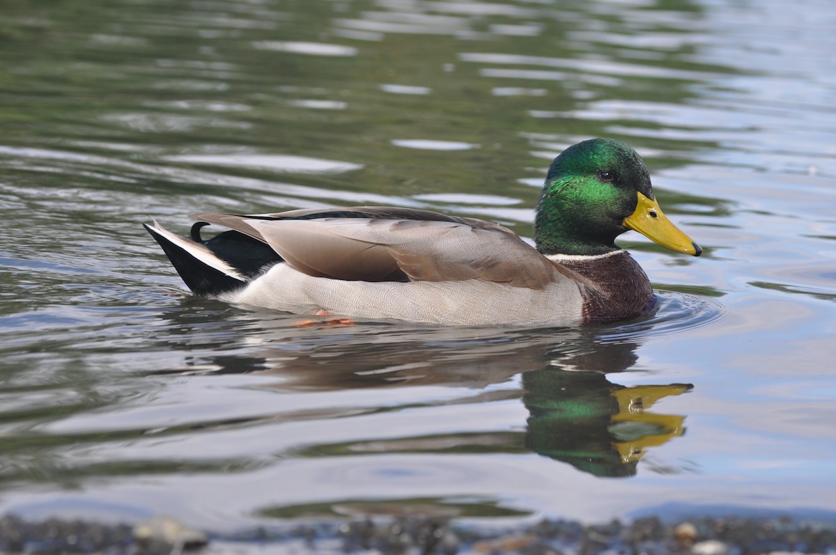 Mallard - ML624253300