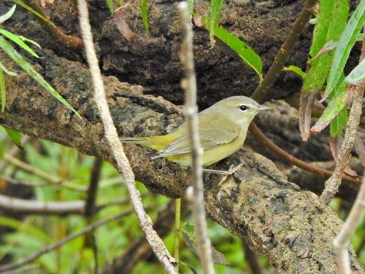 Orange-crowned Warbler - ML624253372