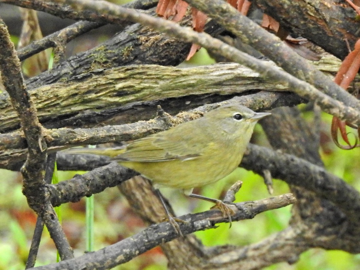 Orange-crowned Warbler - ML624253373