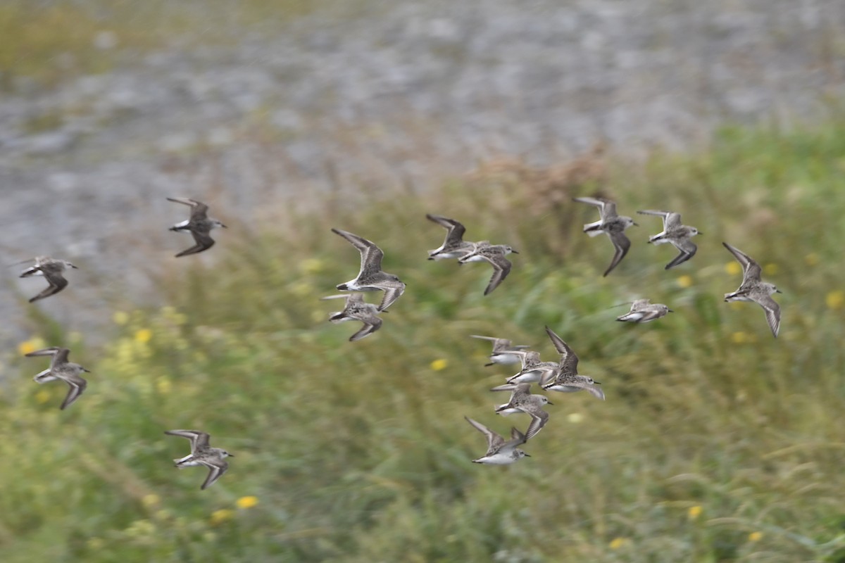 sandsnipe - ML624253400