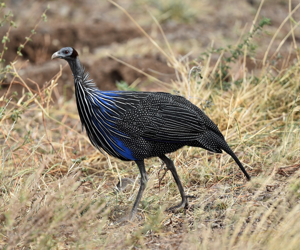 Vulturine Guineafowl - ML624253549