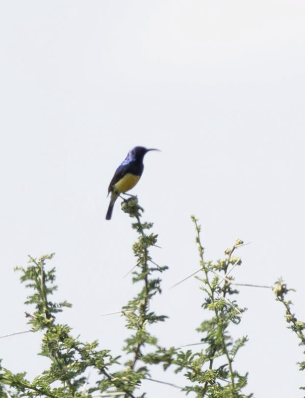 Variable Sunbird - ML624253569