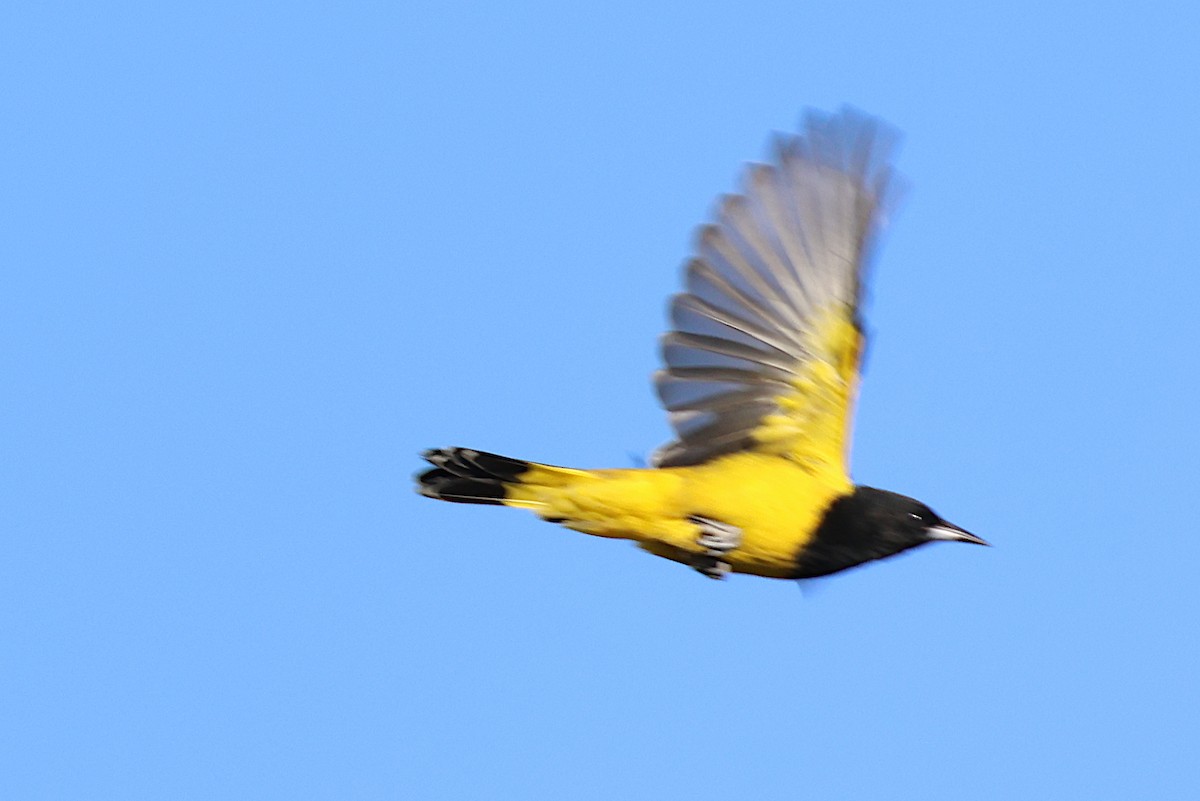 Scott's Oriole - ML624253612