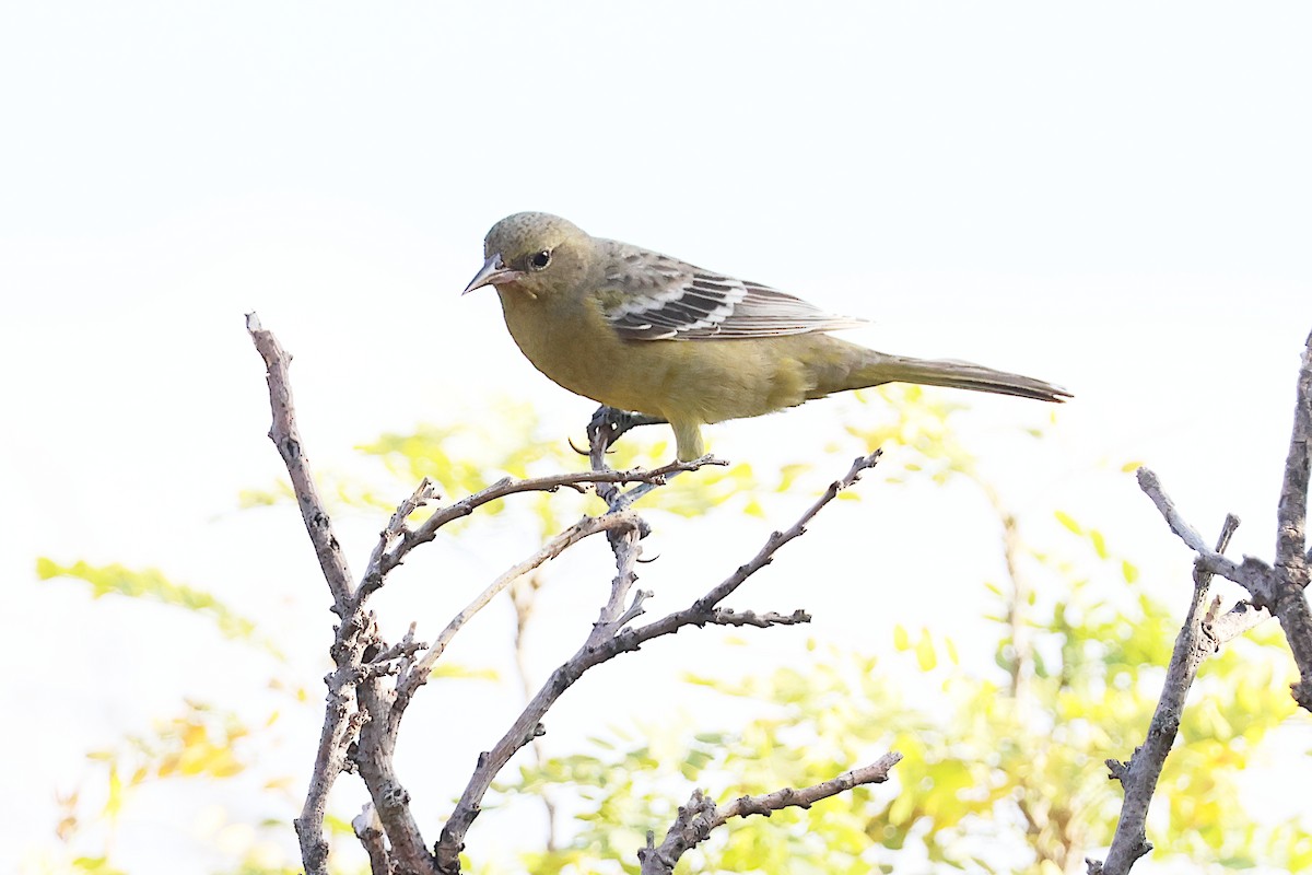 Scott's Oriole - ML624253613