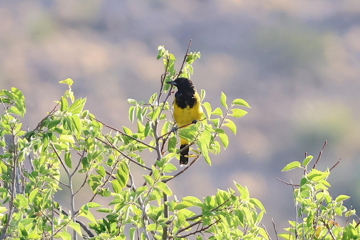 Scott's Oriole - Jeremy Lindsell