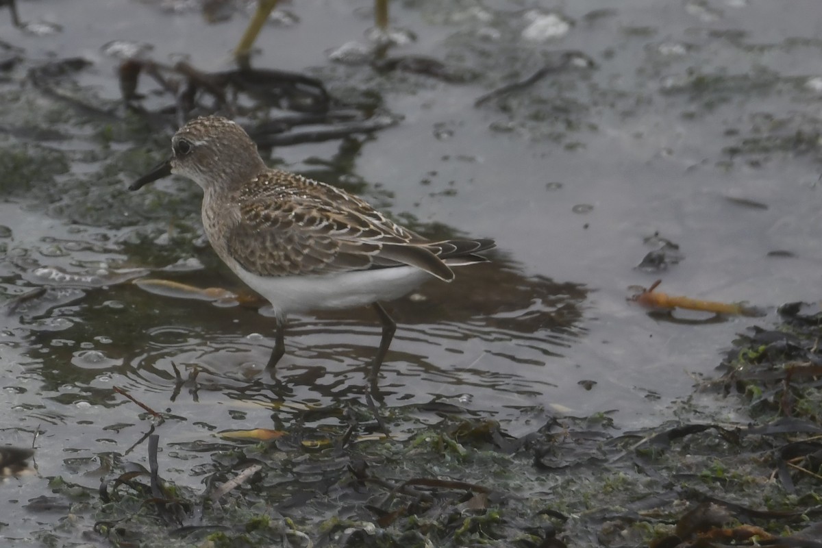 sandsnipe - ML624253732