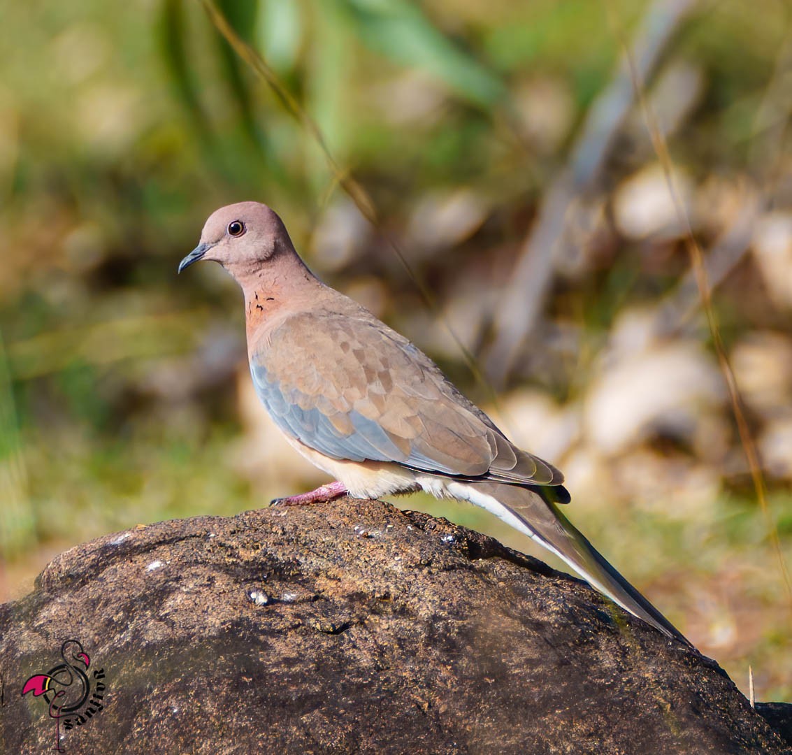 Laughing Dove - ML624253918