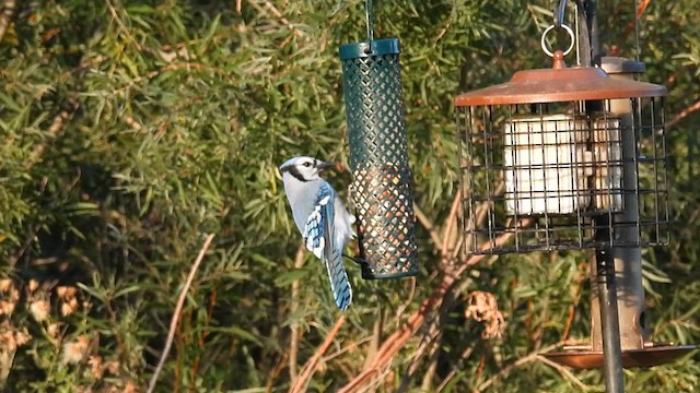 Blue Jay - ML624253984