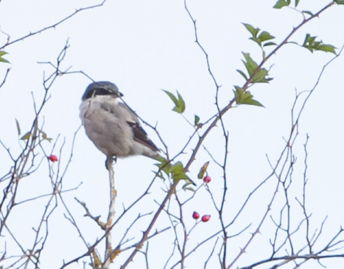 Iberian Gray Shrike - ML624253986