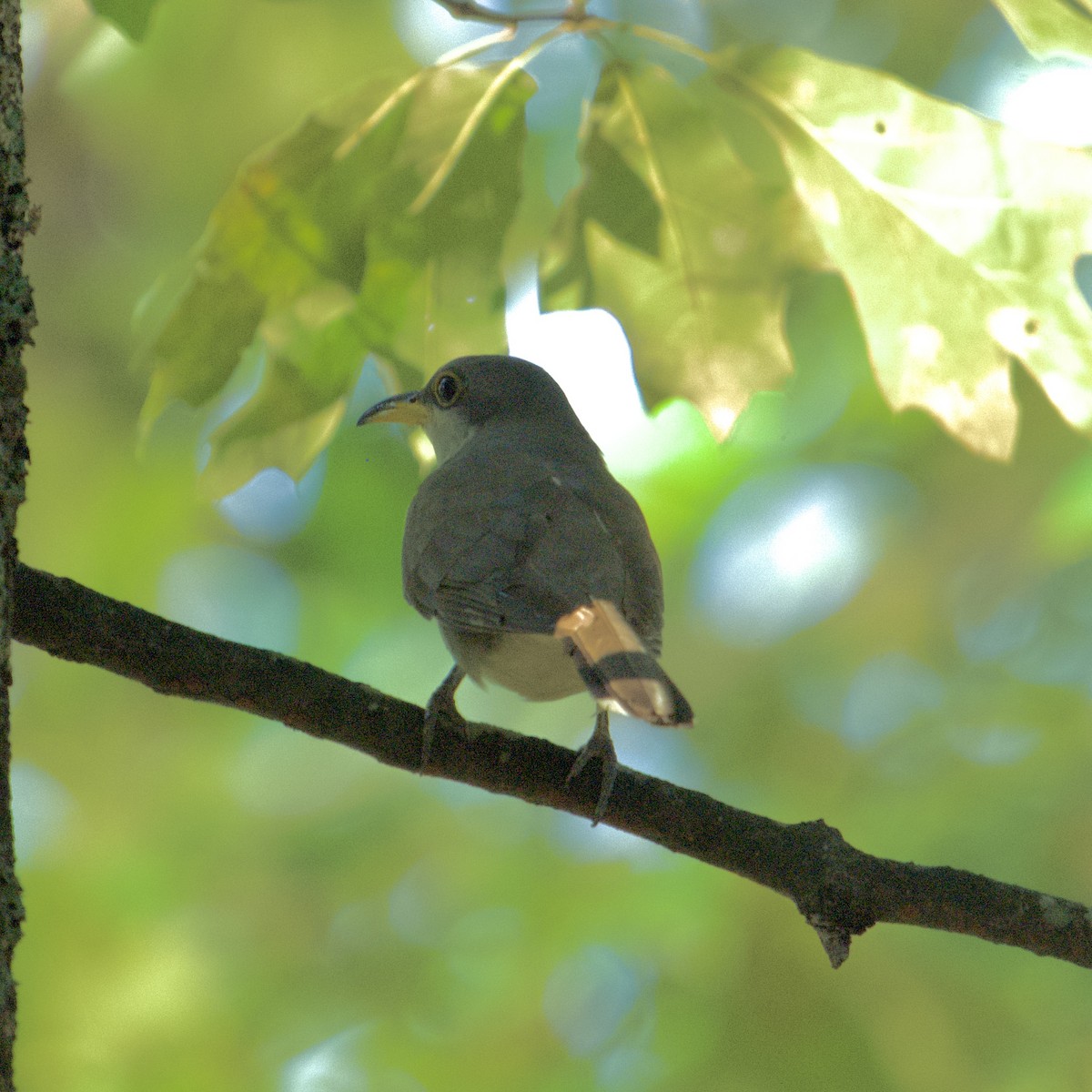 Yellow-billed Cuckoo - ML624253987