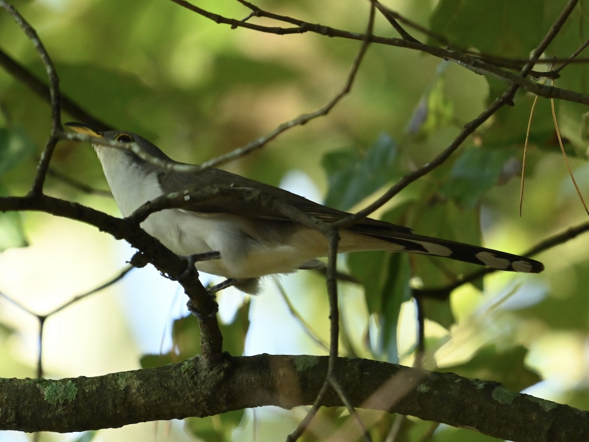 Yellow-billed Cuckoo - ML624253992