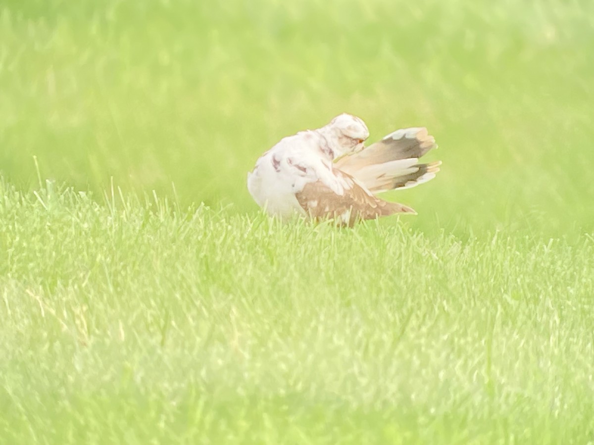 Killdeer - ML624253996