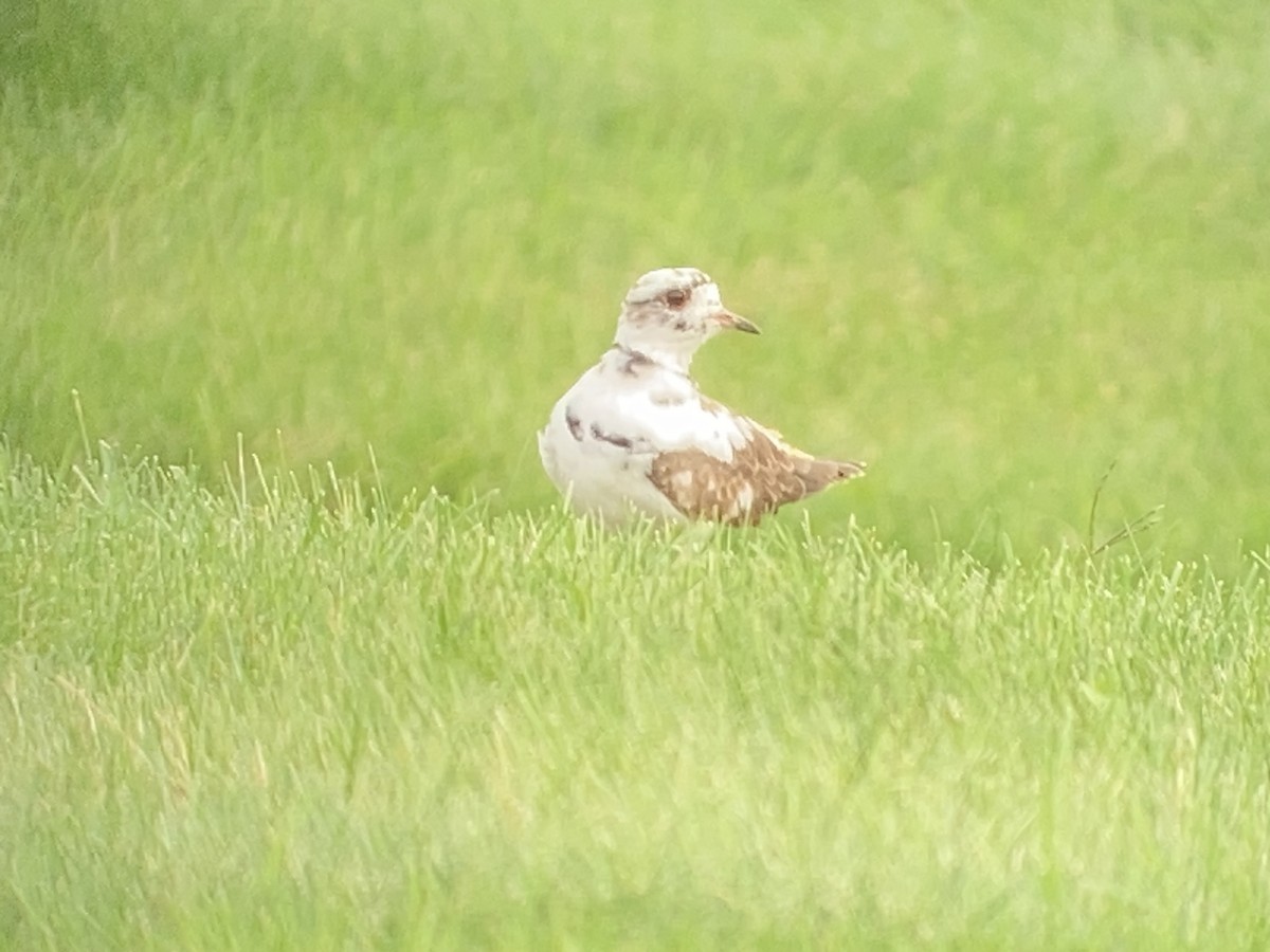 Killdeer - ML624253997