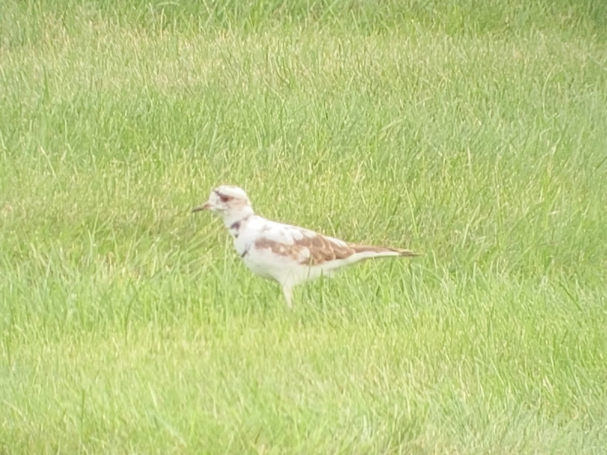 Killdeer - ML624253998