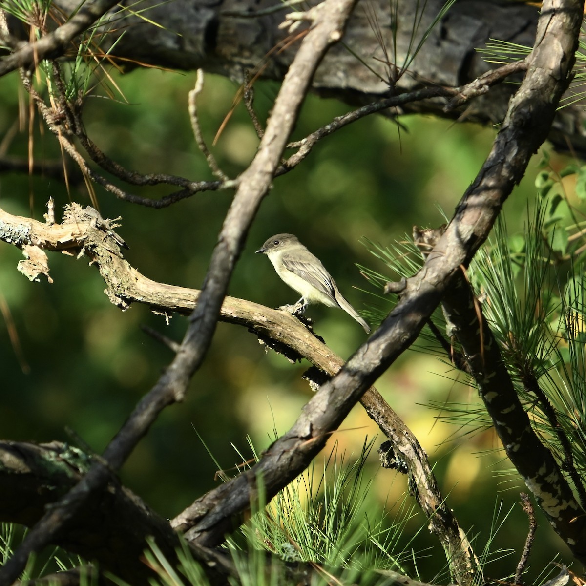 Eastern Phoebe - ML624253999