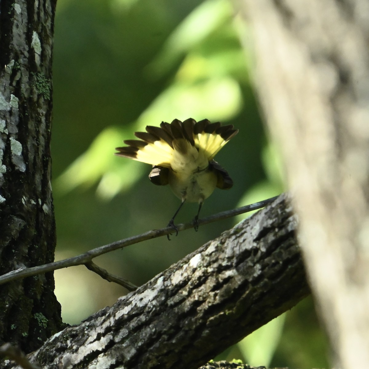 American Redstart - ML624254006