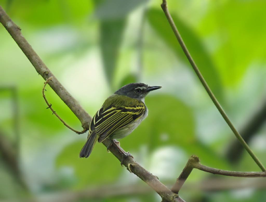 Slate-headed Tody-Flycatcher - ML624254034