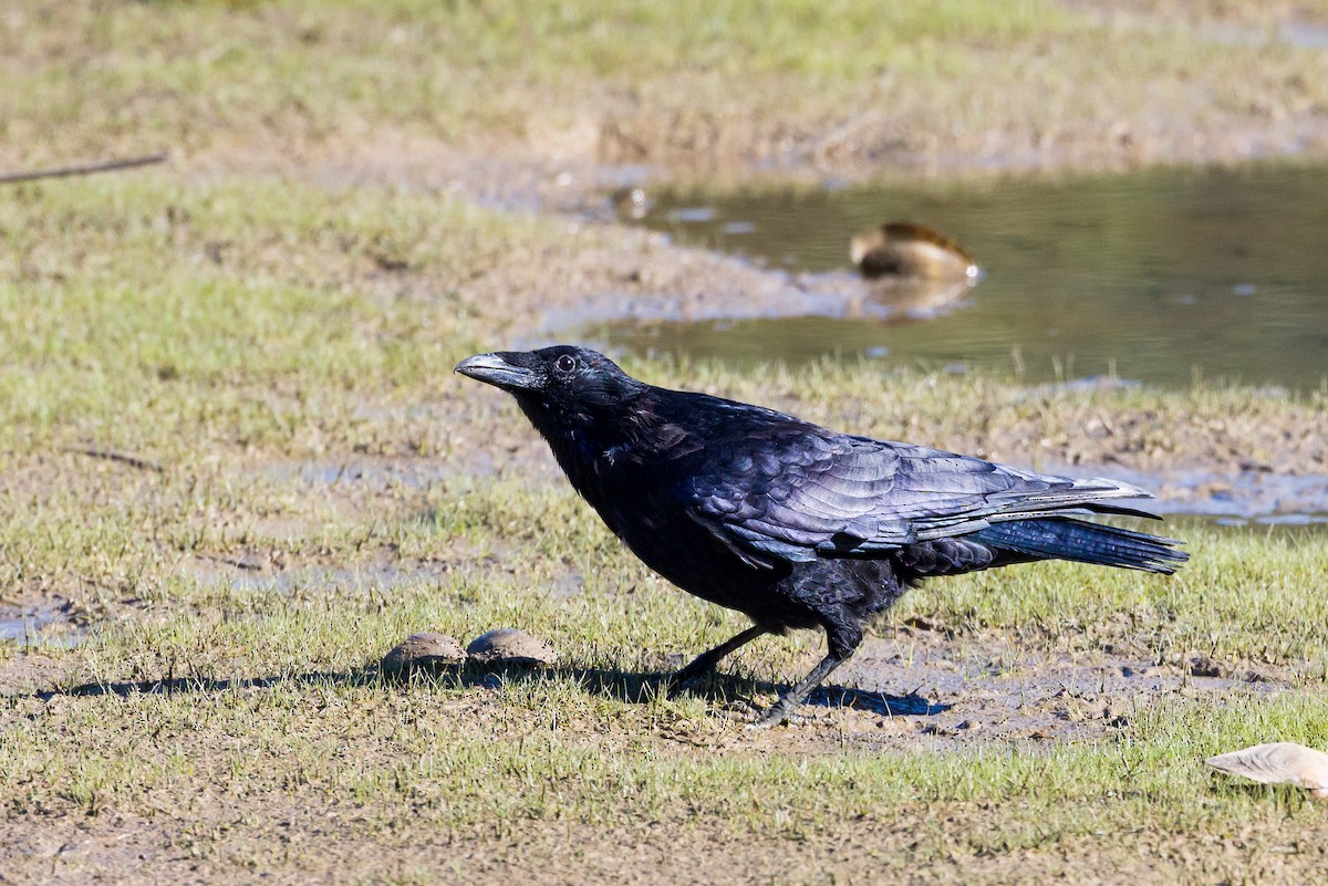 Carrion Crow - ML624254042