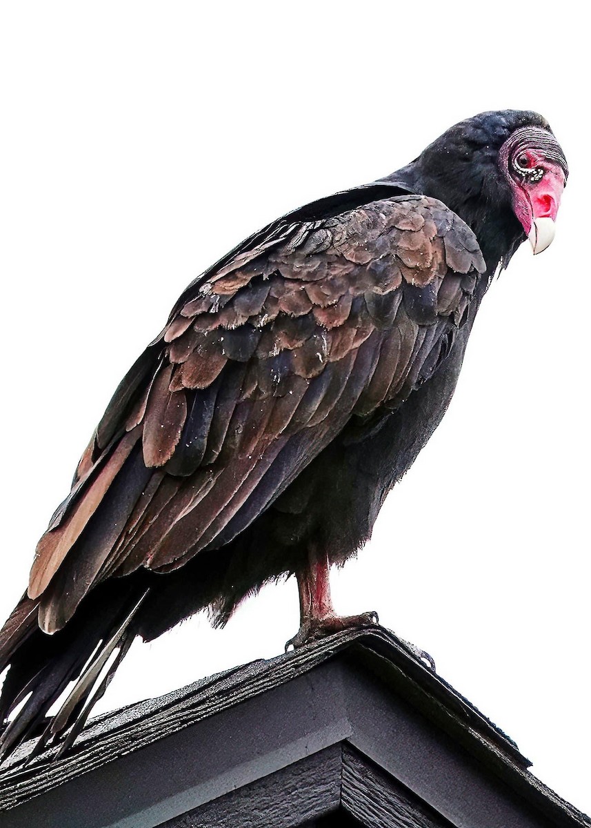 Turkey Vulture - ML624254156