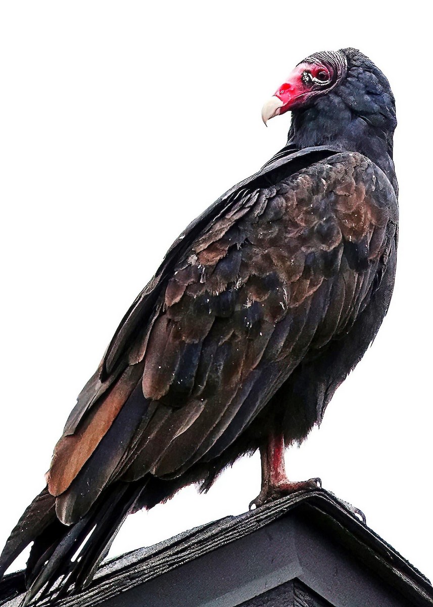 Turkey Vulture - ML624254157