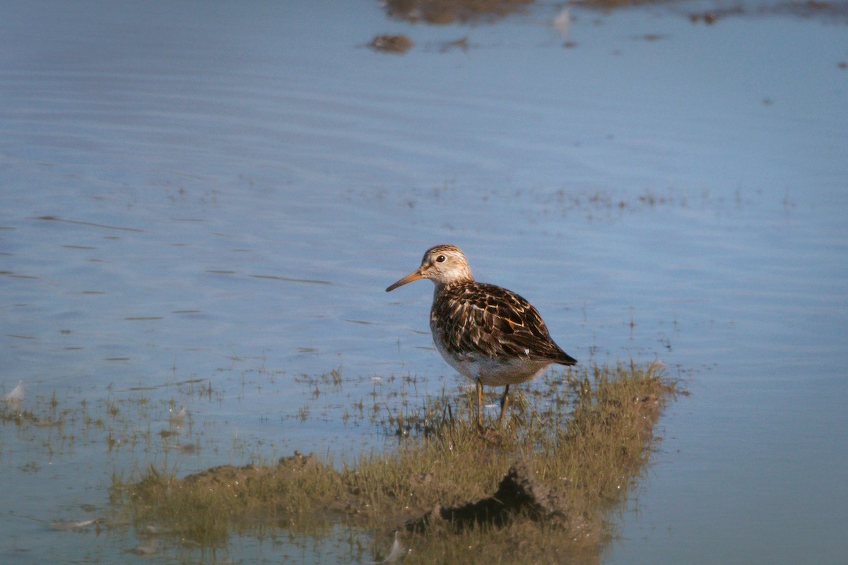 Pectoral Sandpiper - ML624254207