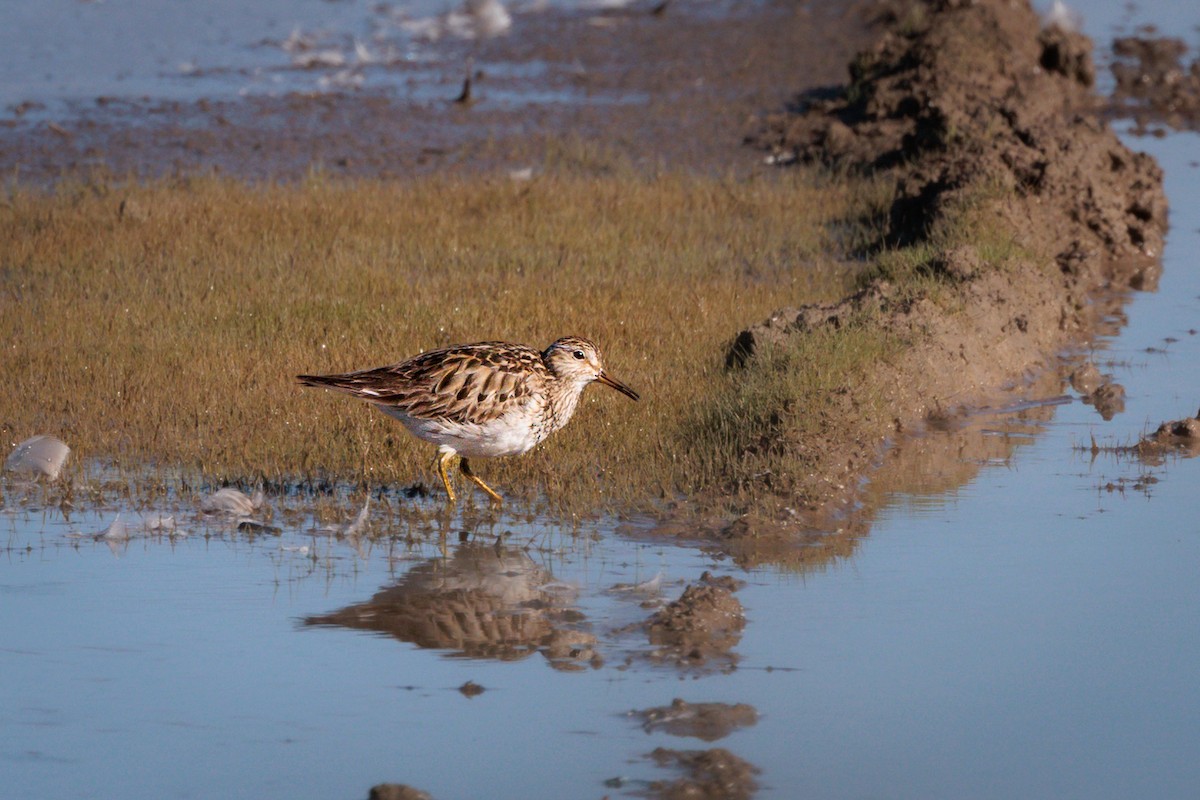 Pectoral Sandpiper - ML624254208
