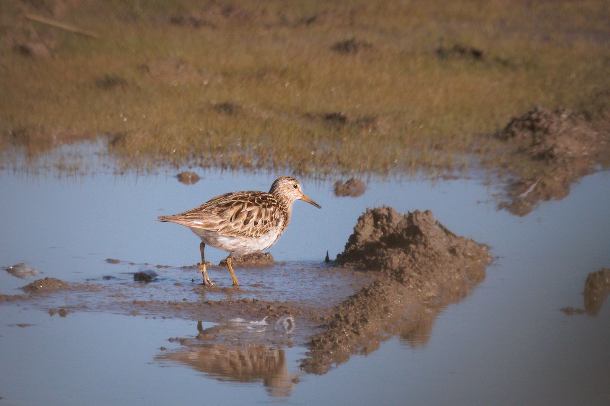 Pectoral Sandpiper - ML624254209