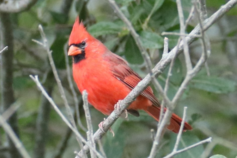 Northern Cardinal - ML624254211