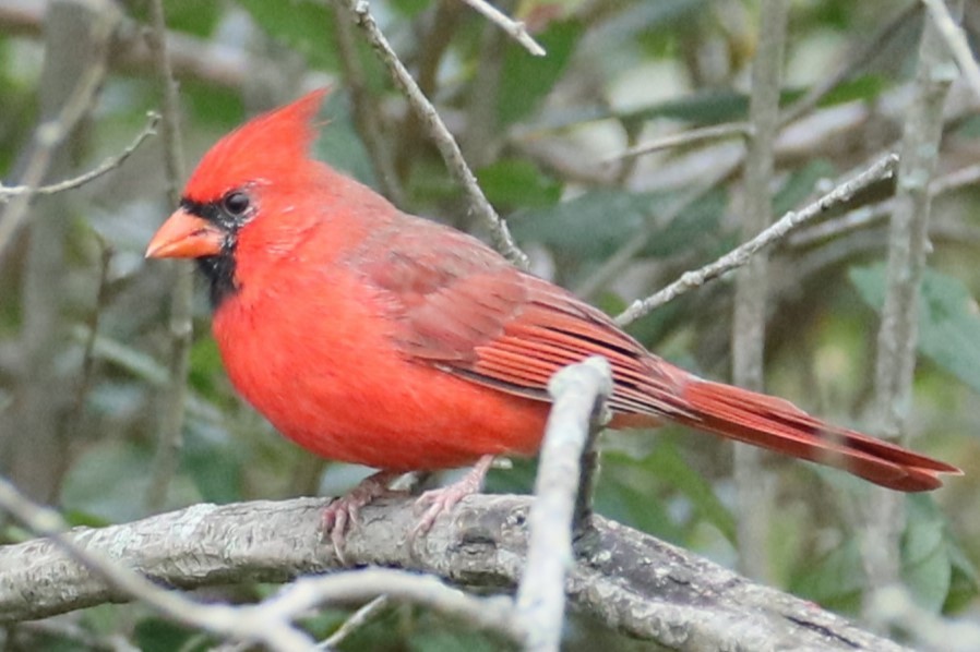 Northern Cardinal - ML624254218