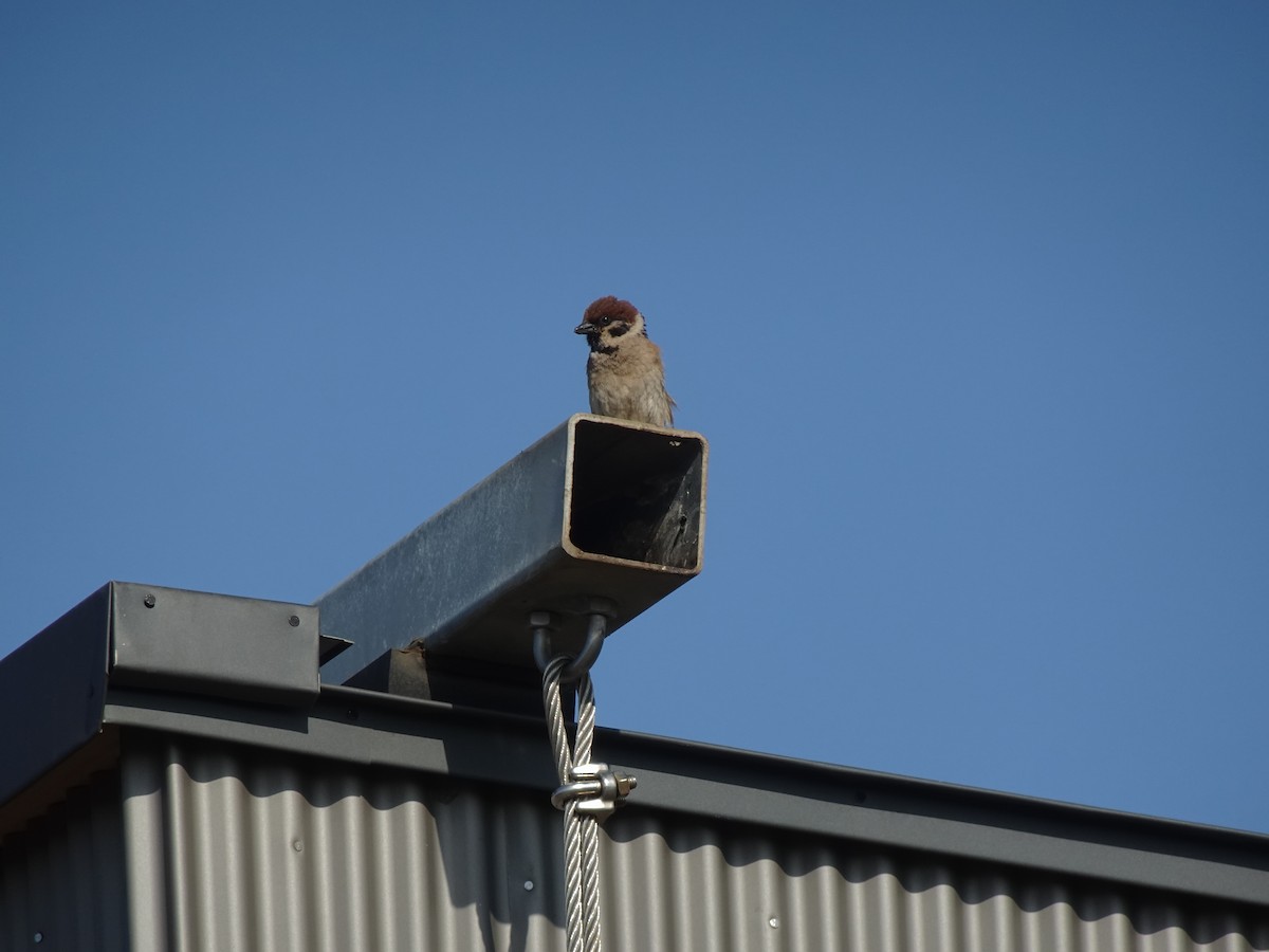 Eurasian Tree Sparrow - Pierre Alquier