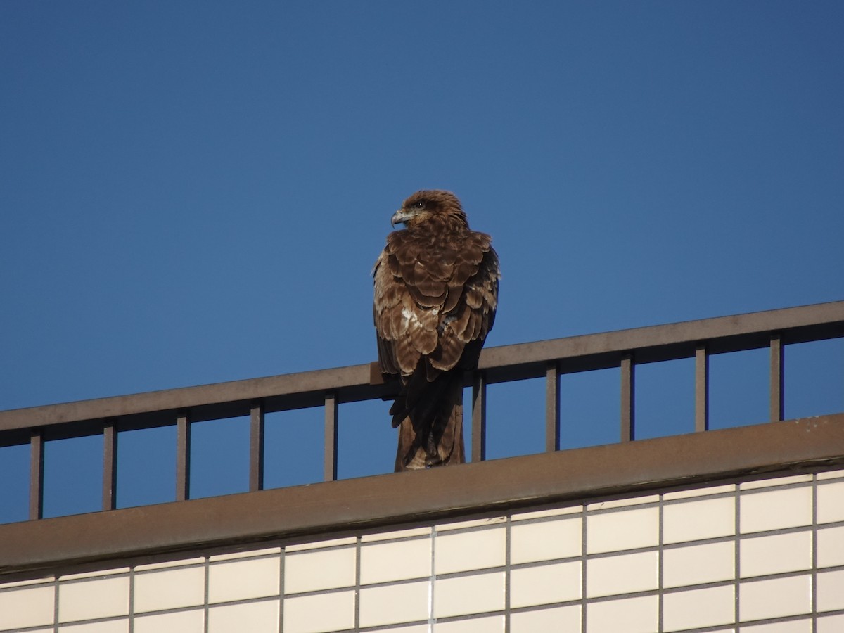 Black Kite - Pierre Alquier