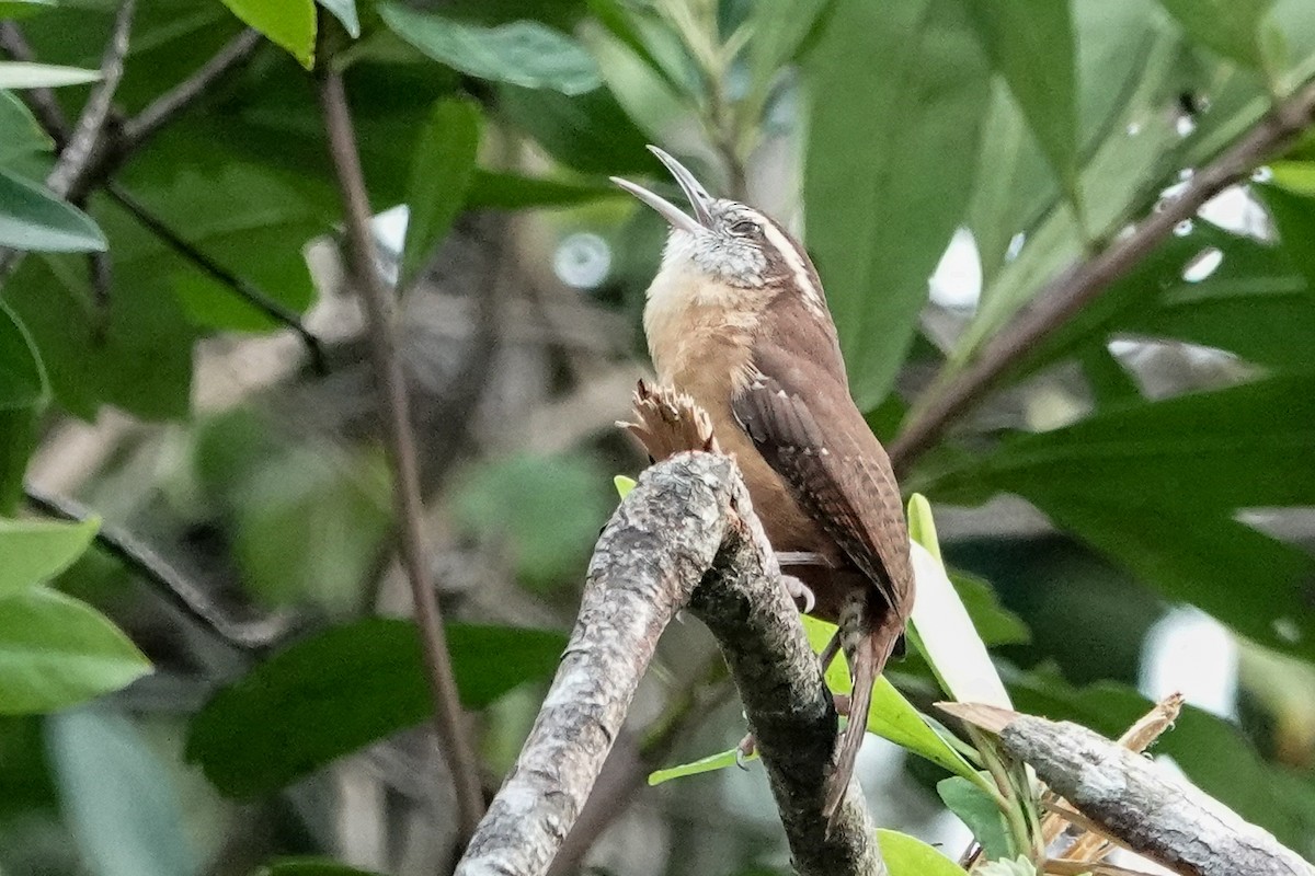 Carolina Wren - ML624254265