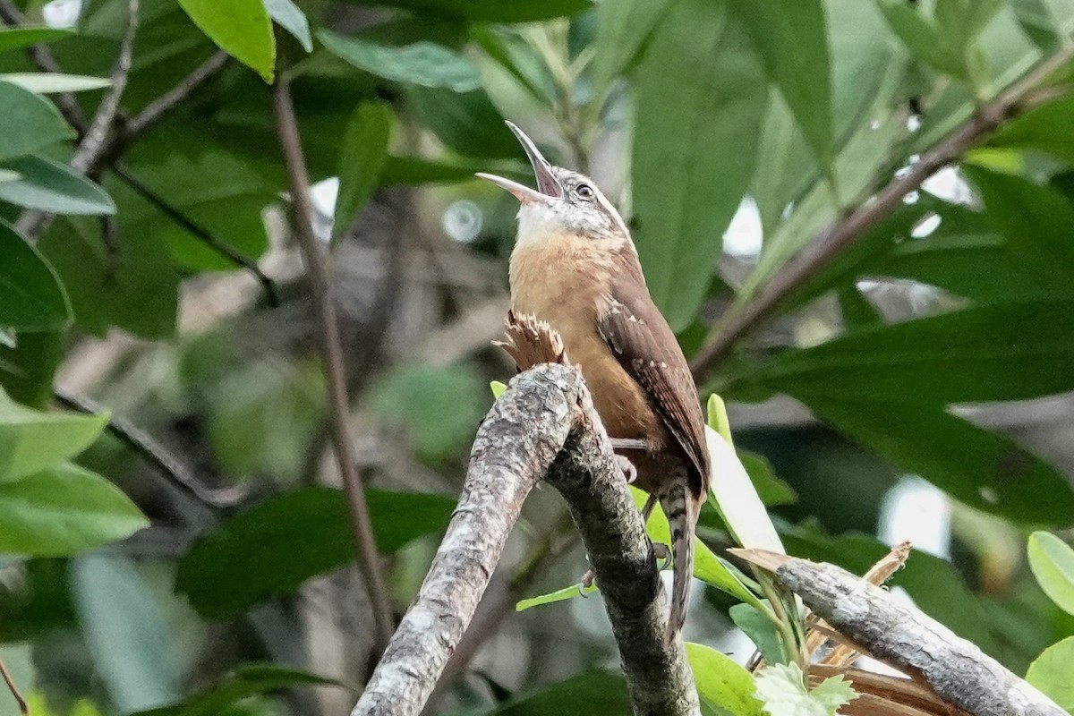 Carolina Wren - ML624254266