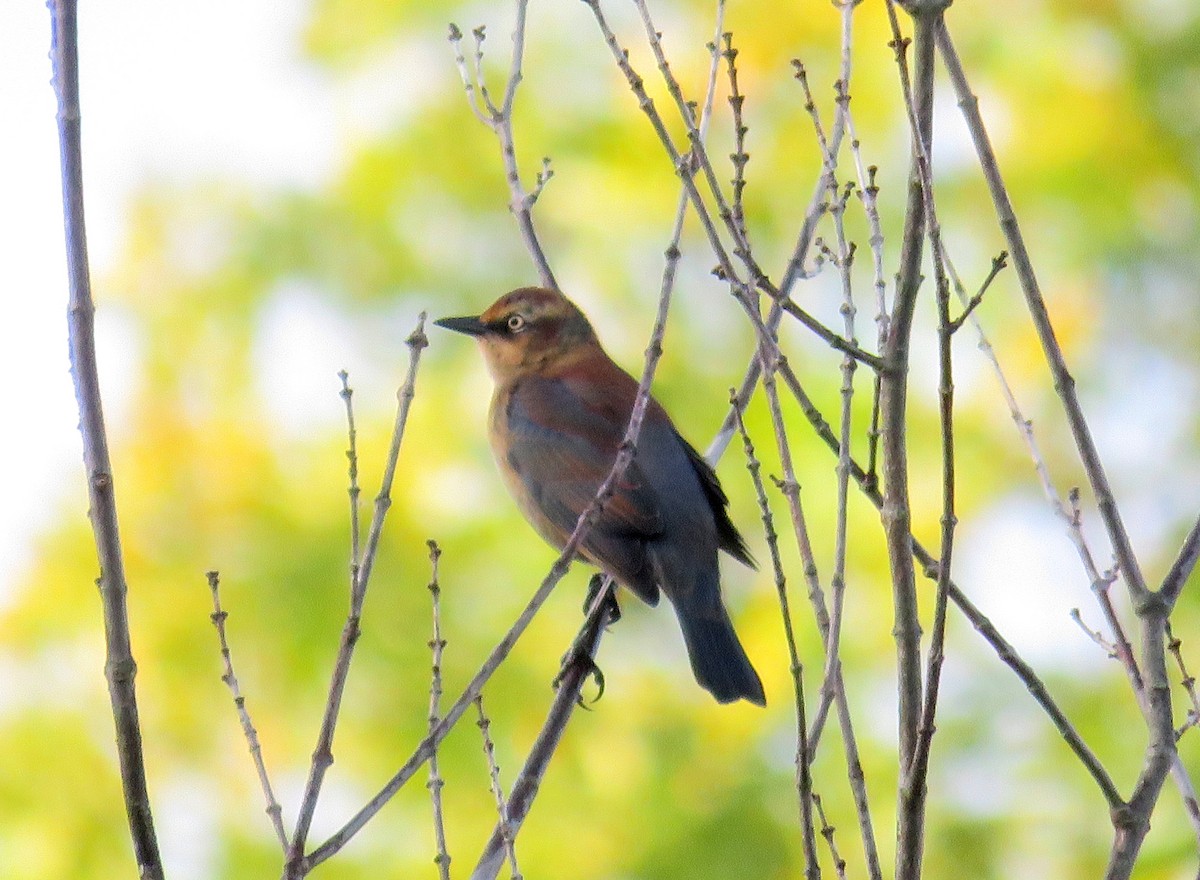 Rusty Blackbird - ML624254267