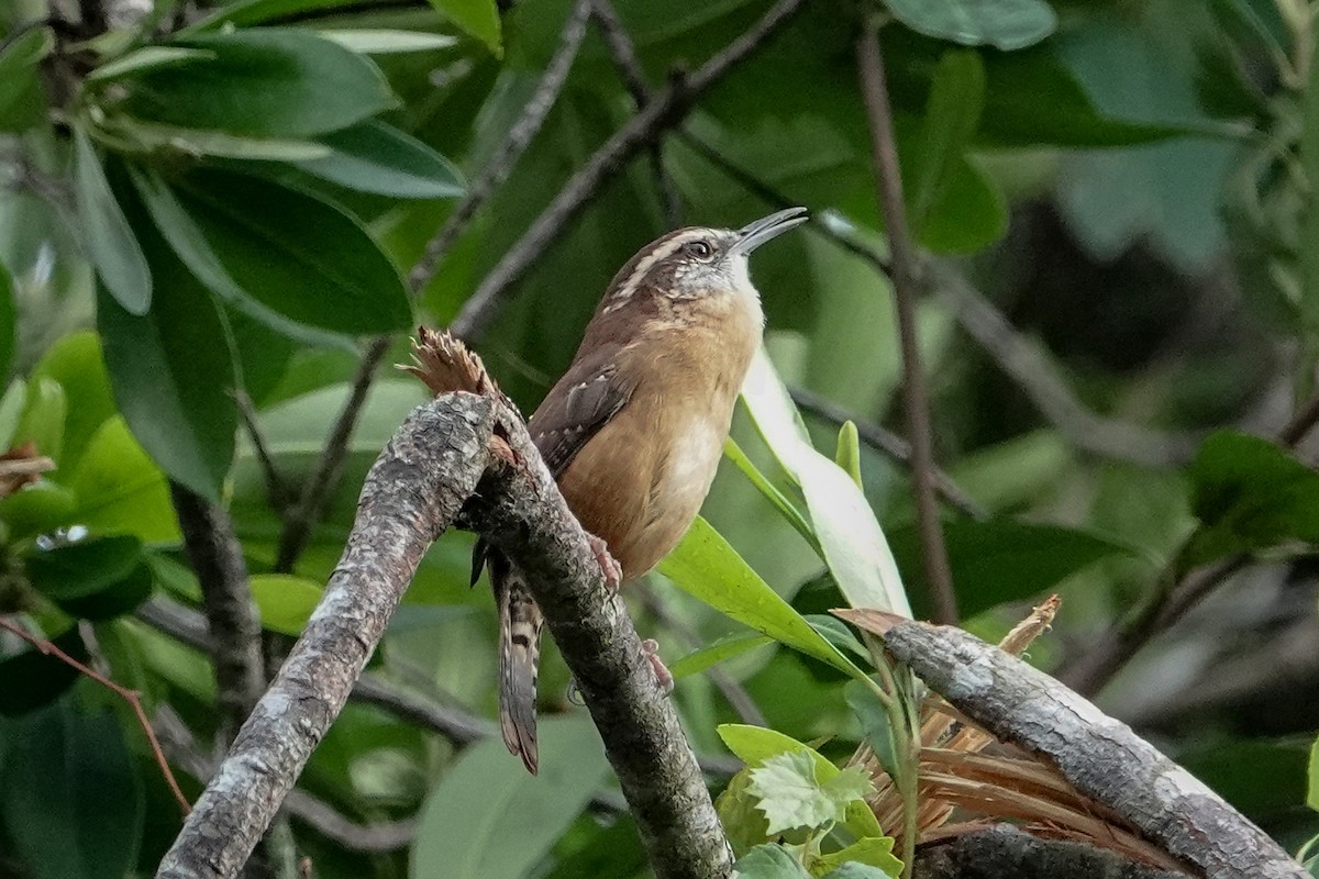 Carolina Wren - ML624254268