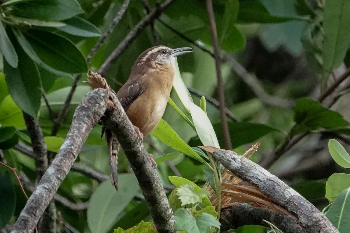 Carolina Wren - ML624254269